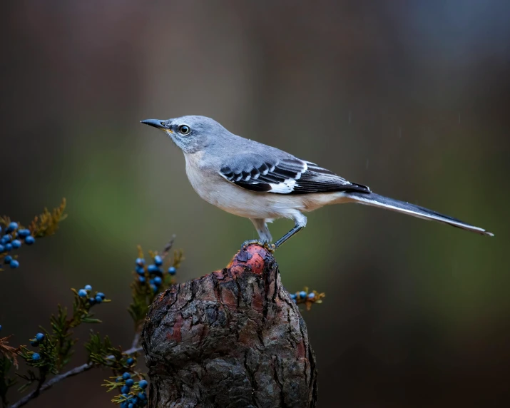 a bird is perched on a piece of wood with berries