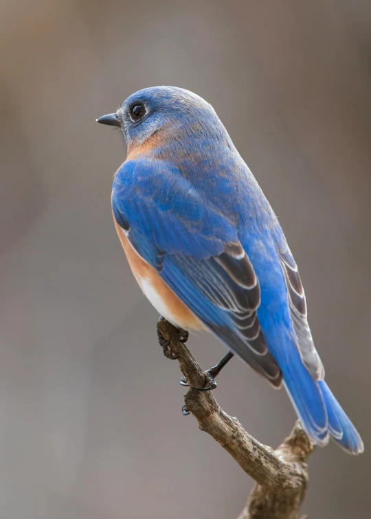 a blue bird sits on the top of a nch