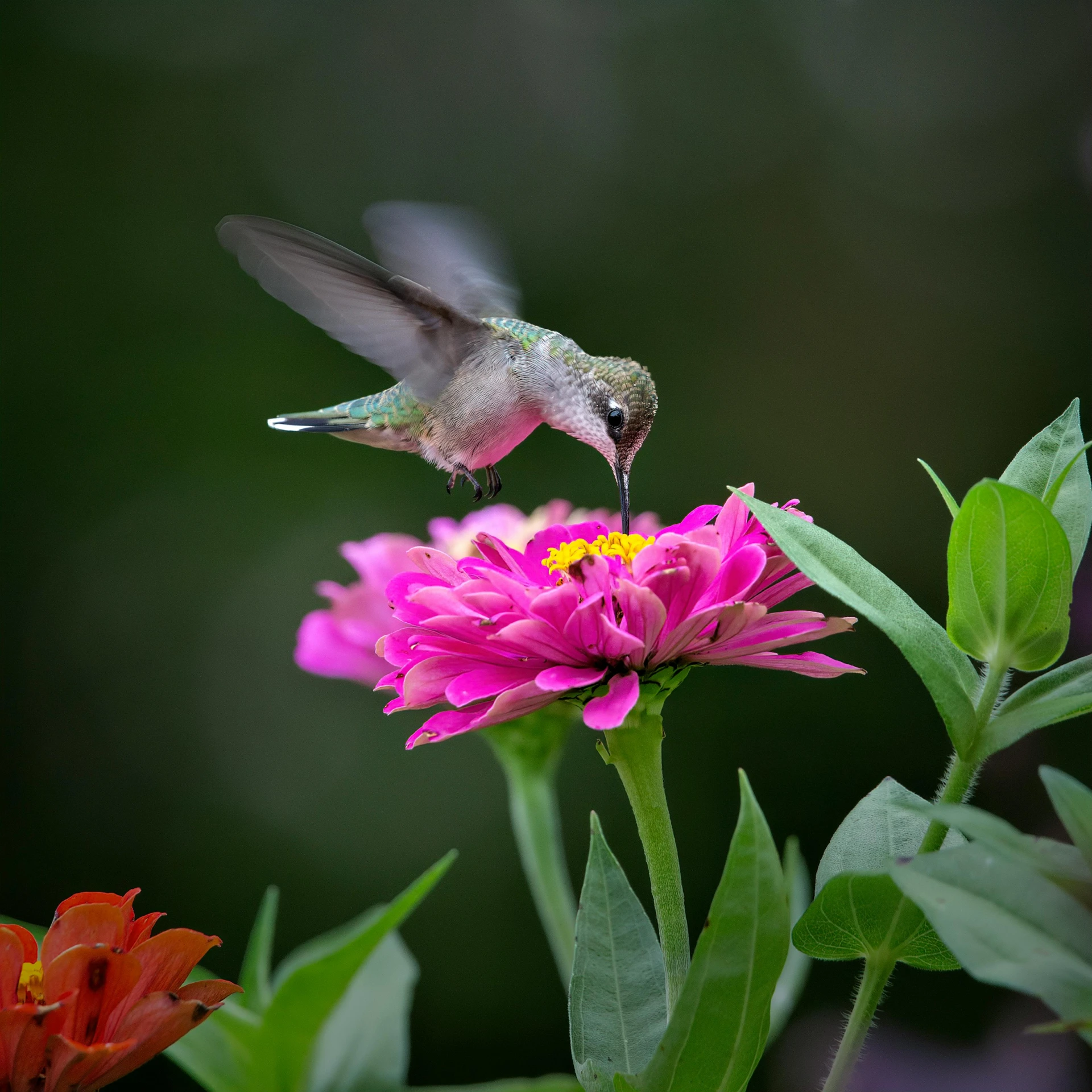 there is a small hummingbird drinking from a flower