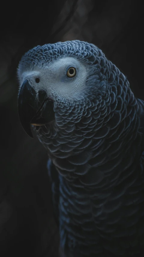 this blue bird looks like a black parakeet