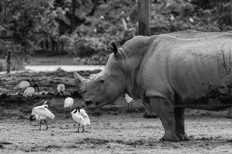 rhinoceros and birds on a muddy grassy field