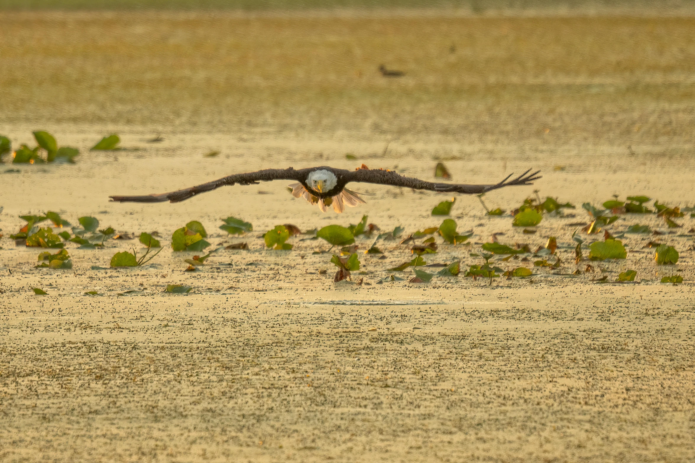 an eagle flying low over grass and dirt