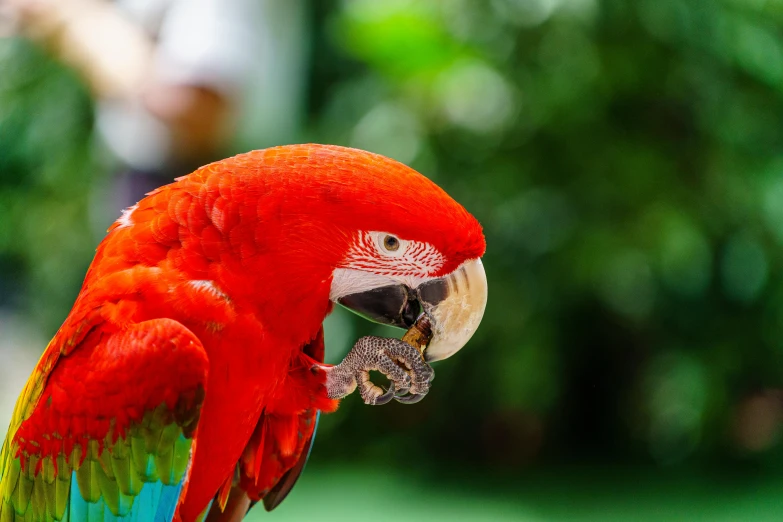 a colorful parrot sitting on a piece of food