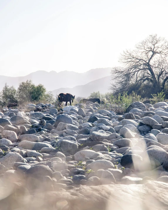 a cow is standing alone among the rocks