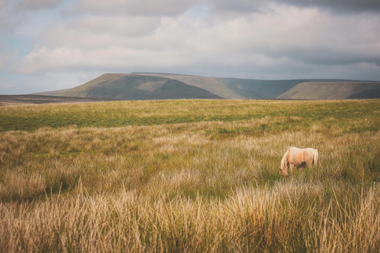 a cow grazing in an open green field