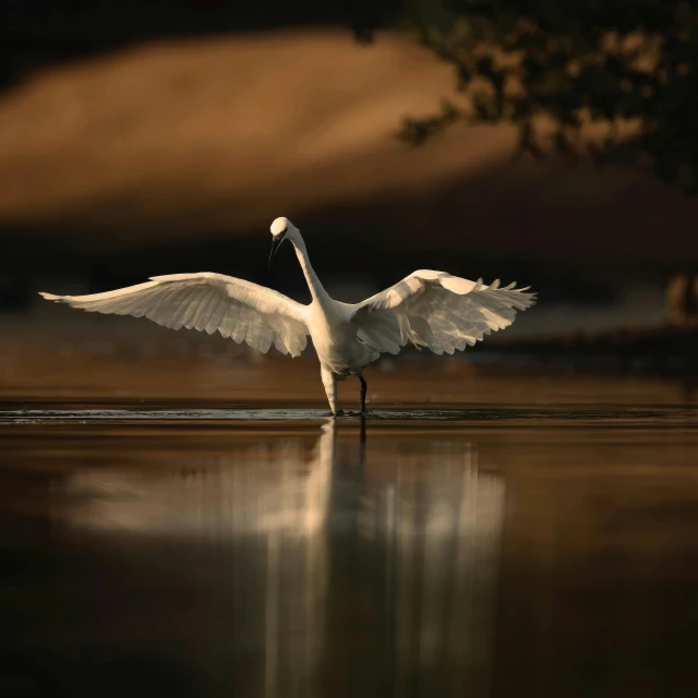 a bird with its wings extended on the surface of water