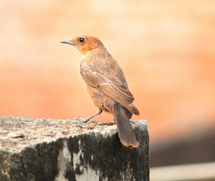 a small brown bird sitting on a concrete surface