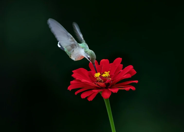 the red flower has a bird flying near by