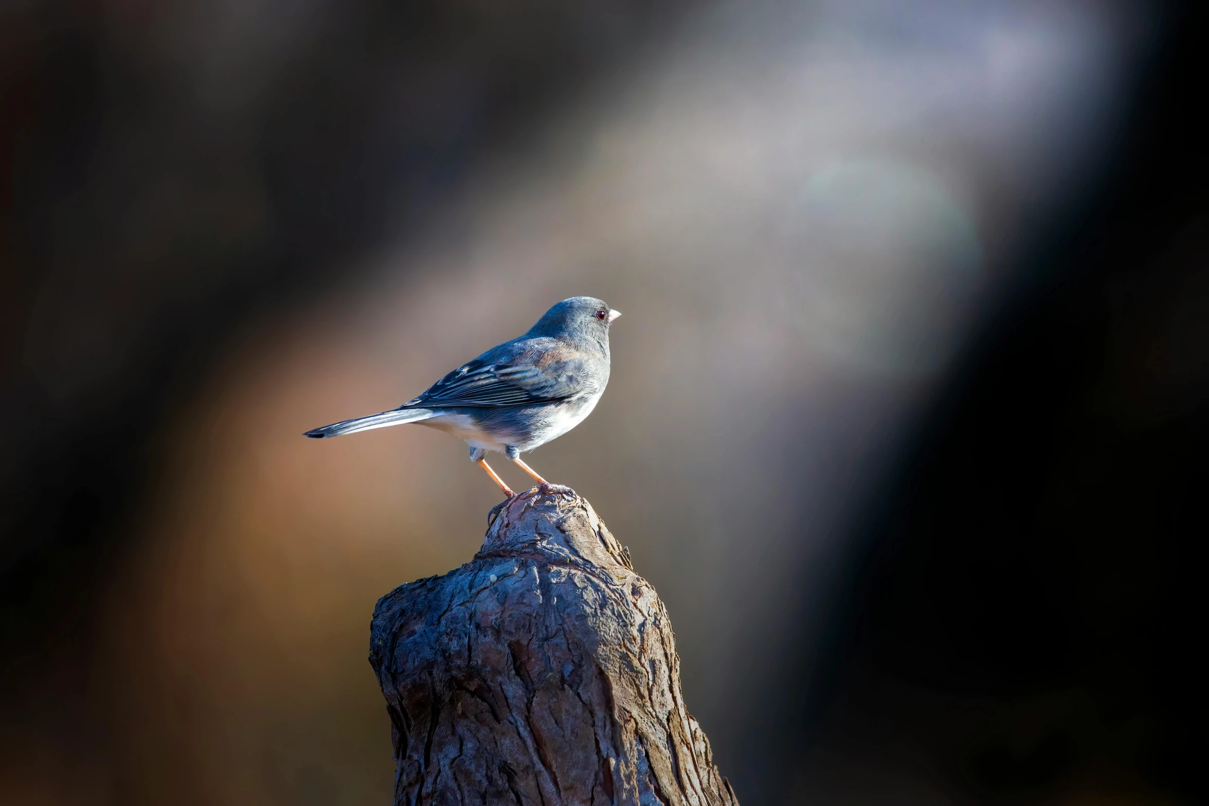 a little bird perched on top of a stump