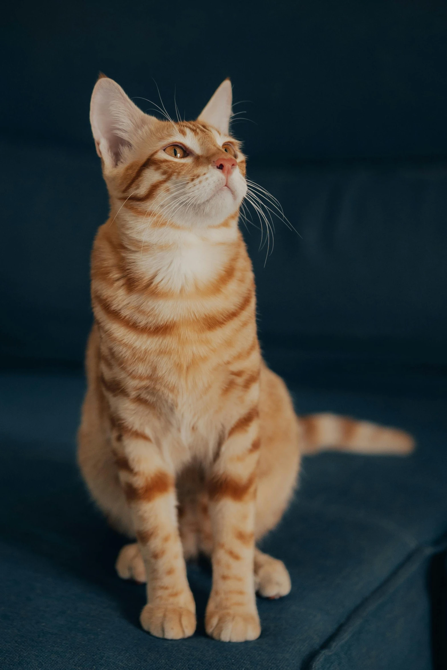 a close up of a cat on a couch