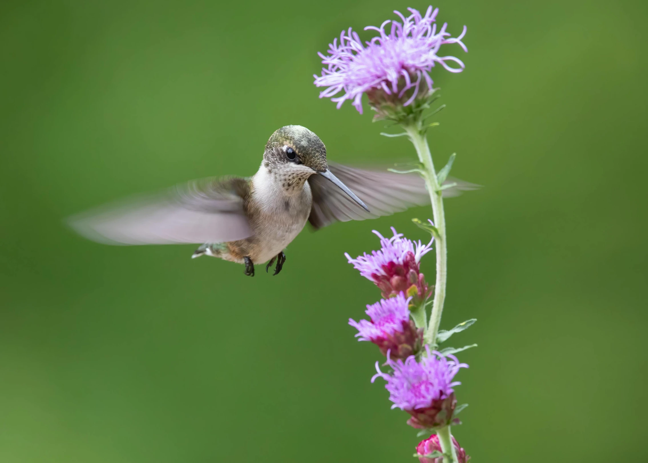 a humming bird flying to a flower in flight