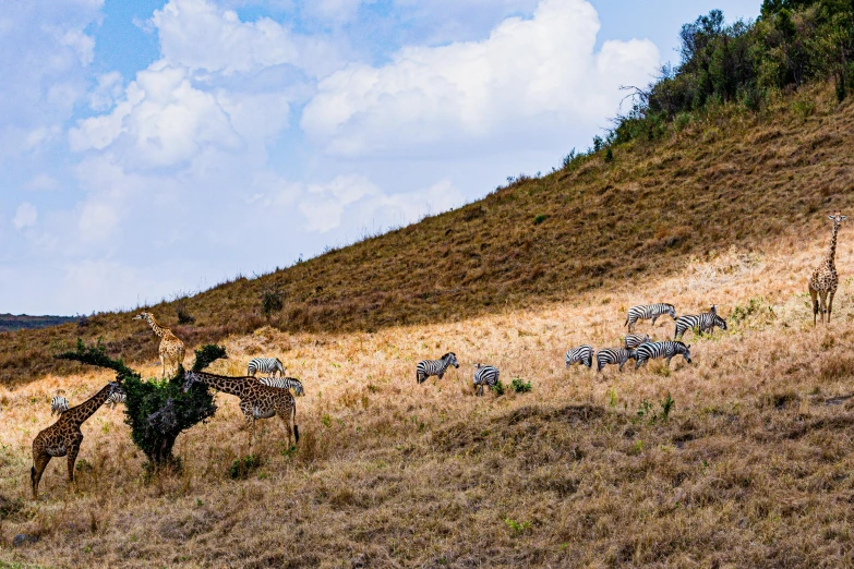 a group of giraffes and zes on a grassy hill