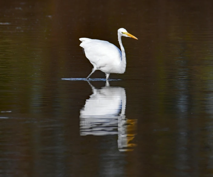 a white bird with yellow beak is wading in water
