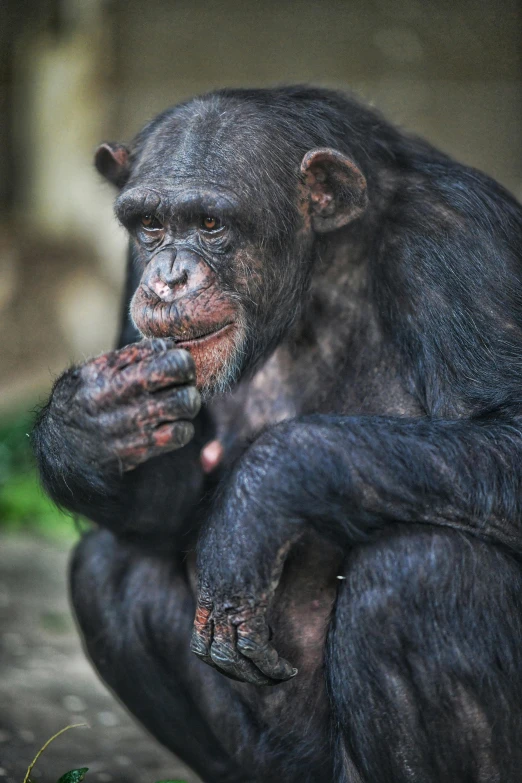 a monkey sits in the middle of some mud