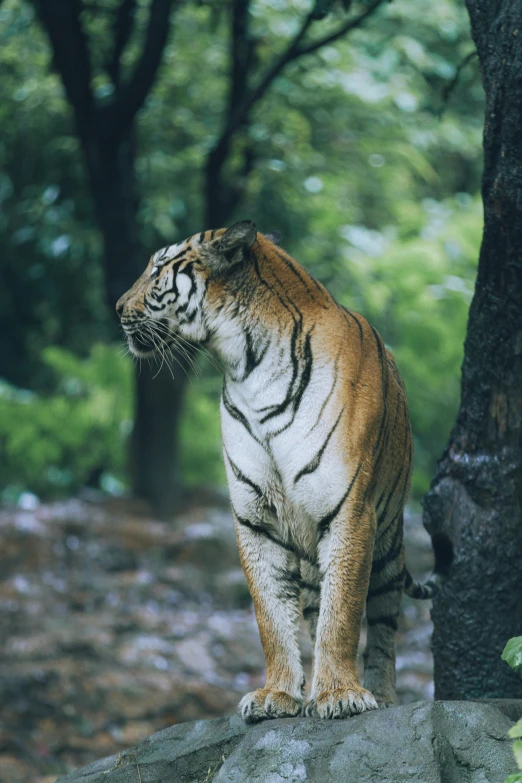 a large tiger standing on the edge of a cliff near a tree