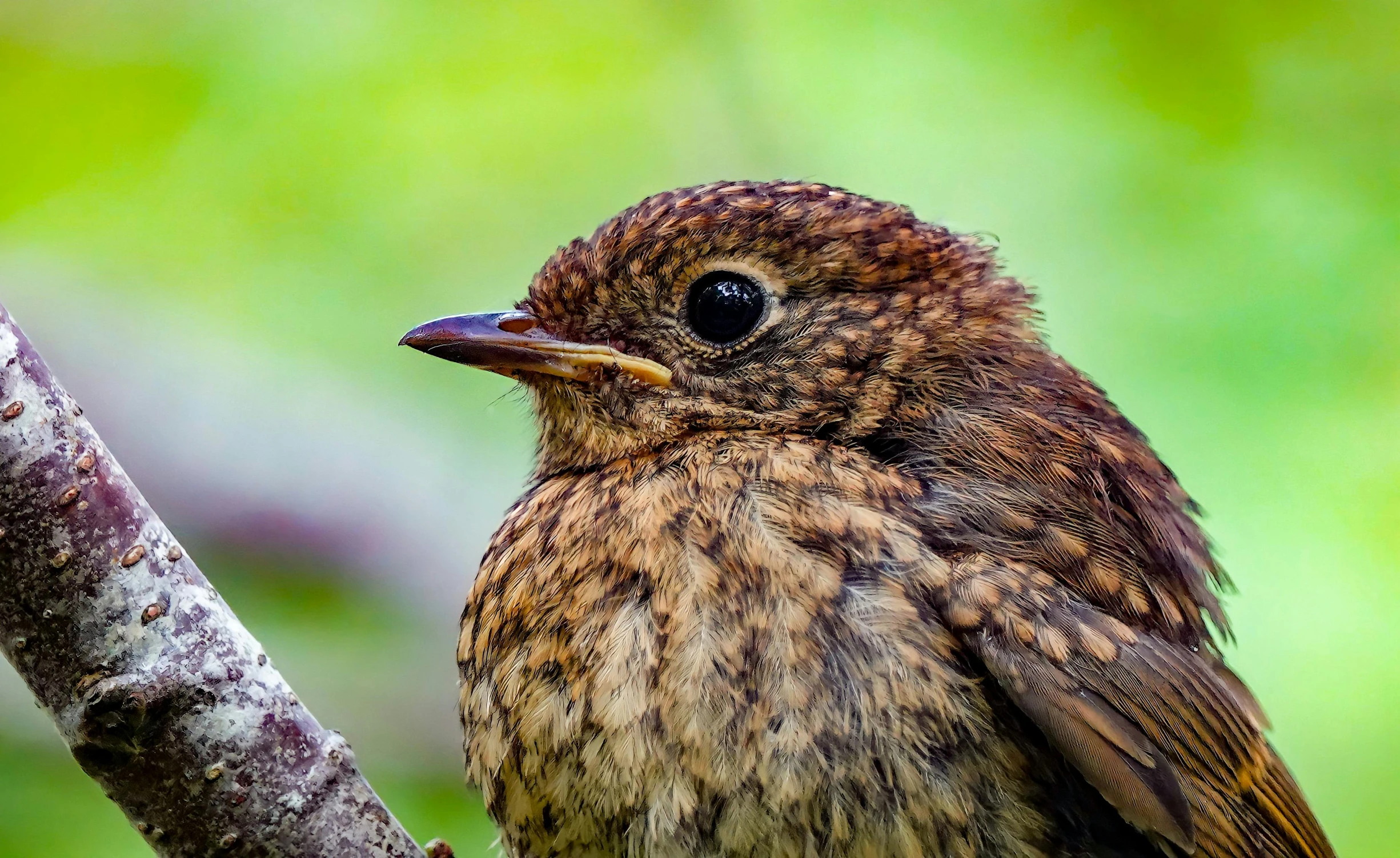 a little bird sitting on top of a tree nch