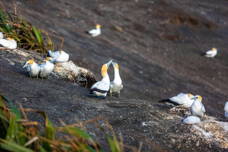 some birds sitting on the edge of a cliff and water