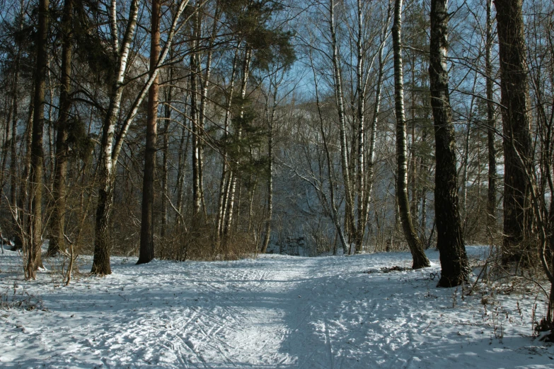 a snow covered path in the woods on a sunny day