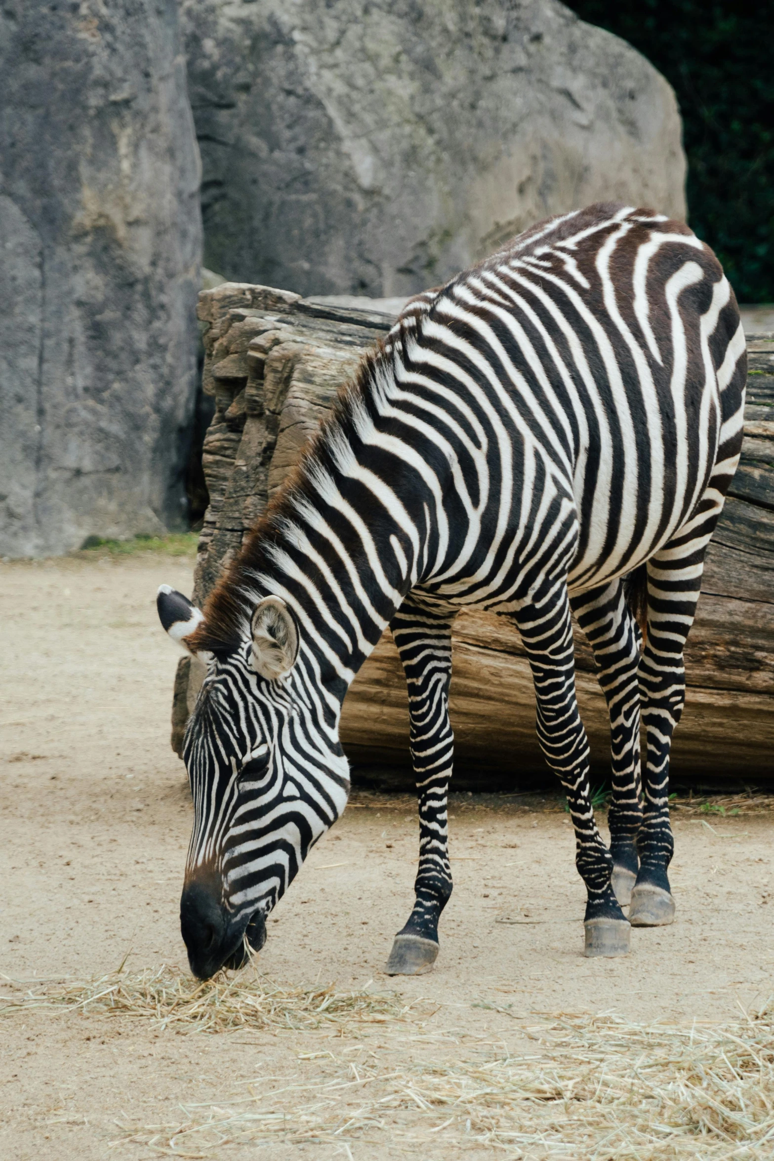 a ze eating from the ground at a zoo