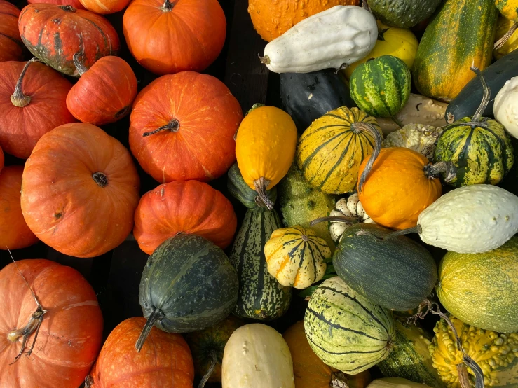 various types of squash and pumpkins in a market