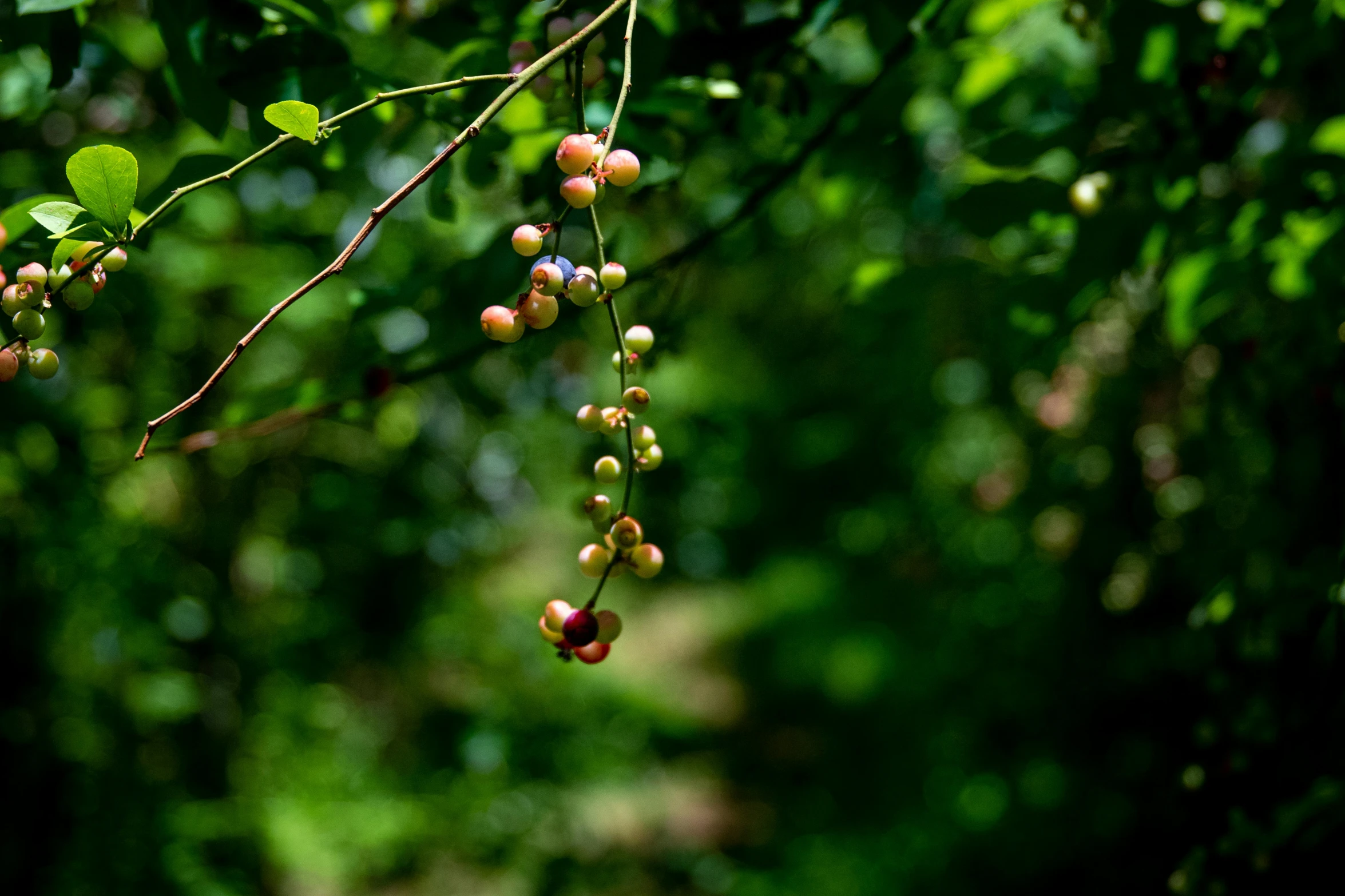 some small fruits hanging from some leaves