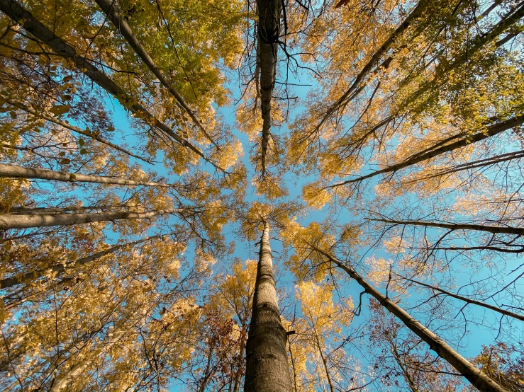 looking up into the sky at a tall tree