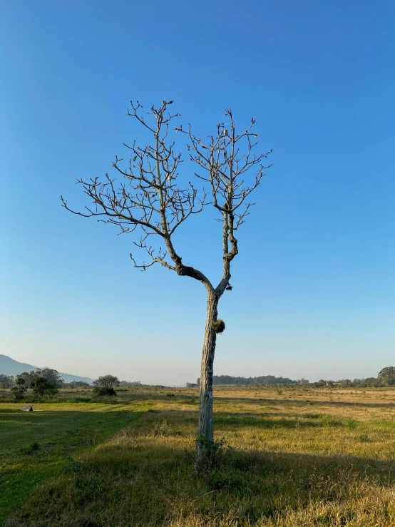 a tree is standing alone in an open field