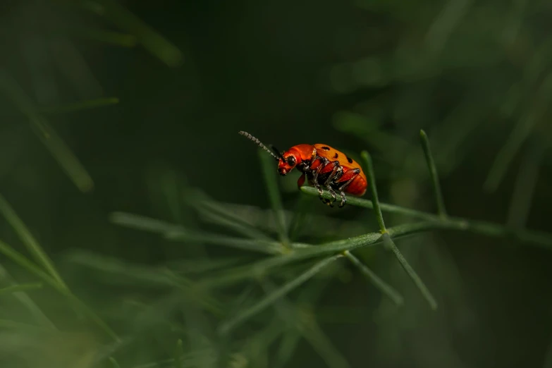 a colorful bug sitting on top of a green plant