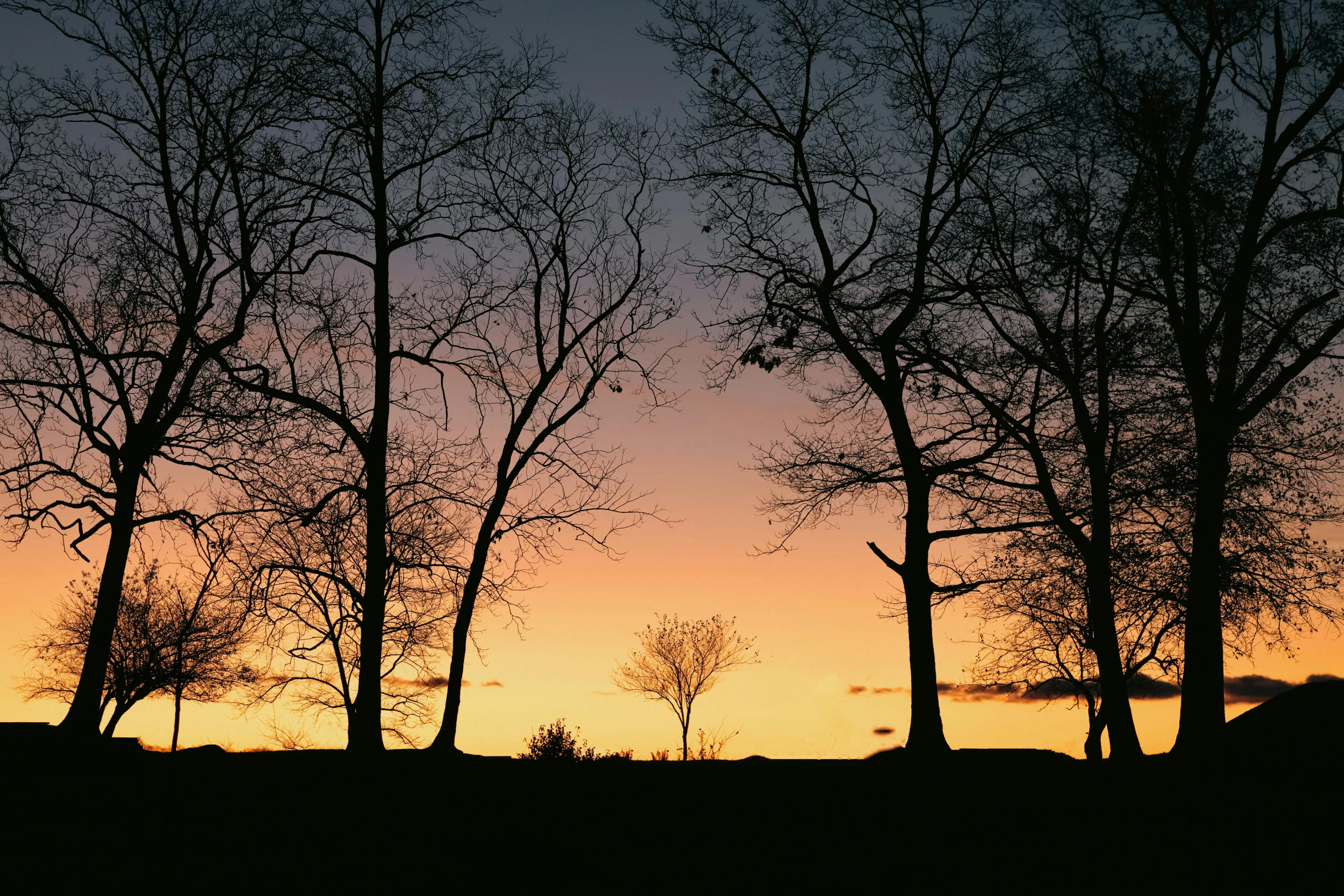 four trees are silhouetted against the sunset as it rises