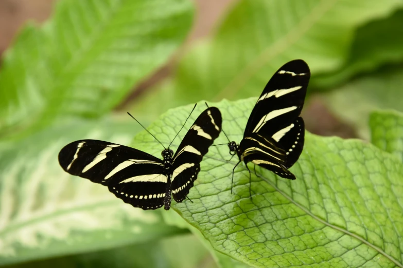 two black and white erflies sitting on top of a leaf