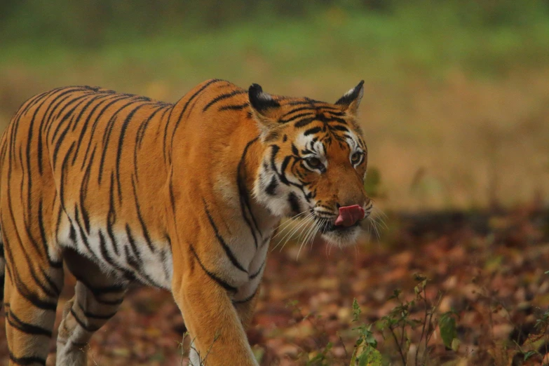 the tiger has long, narrow legs and is facing the left