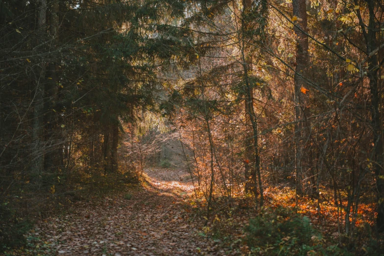 a dirt road winding through the woods, with trees around it