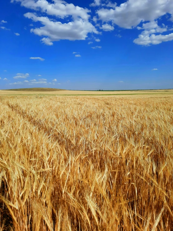 a field of wheat with the sky in the background