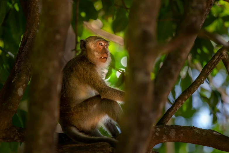 a monkey is sitting on the tree nch looking up