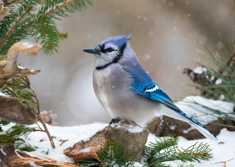 blue jay sitting on a snowy nch looking off into the distance