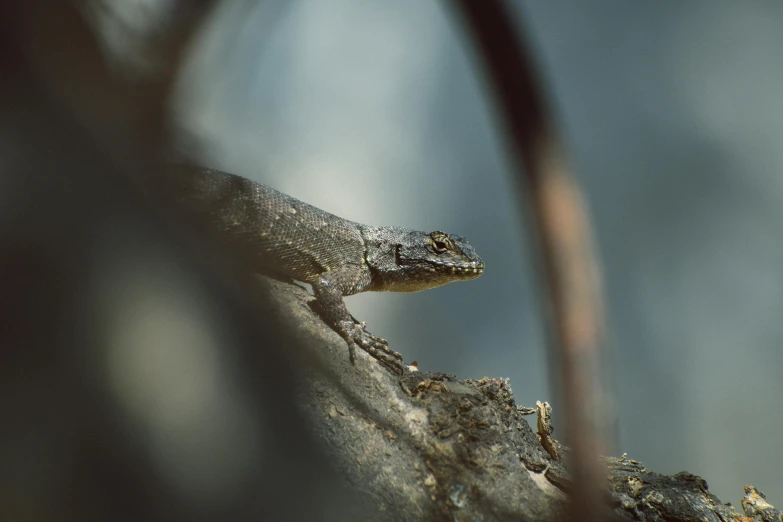 a lizard rests on the tree nches next to water