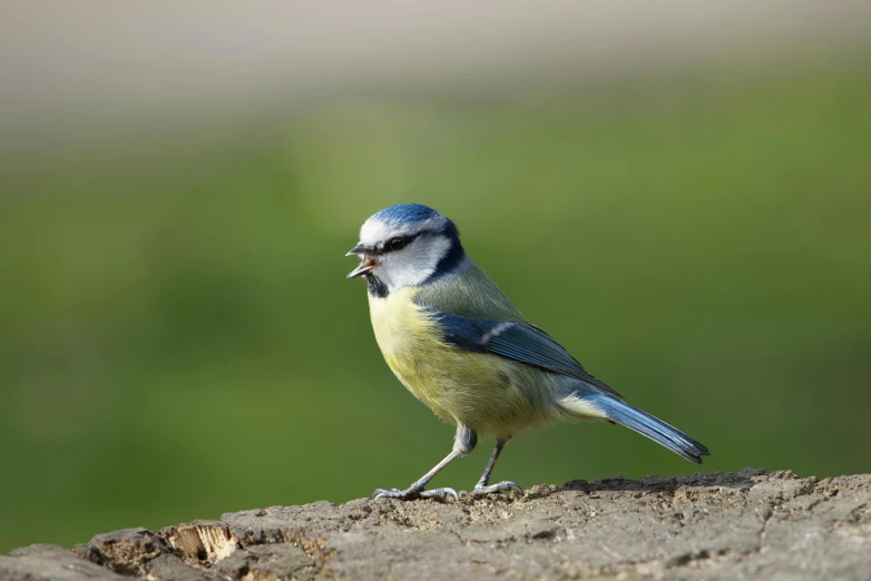 a small bird perched on a nch with its mouth open