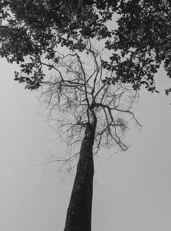 black and white pograph of a tall tree in the fog