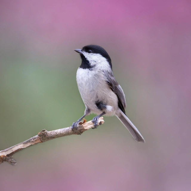 a bird sitting on a twig on top of a nch