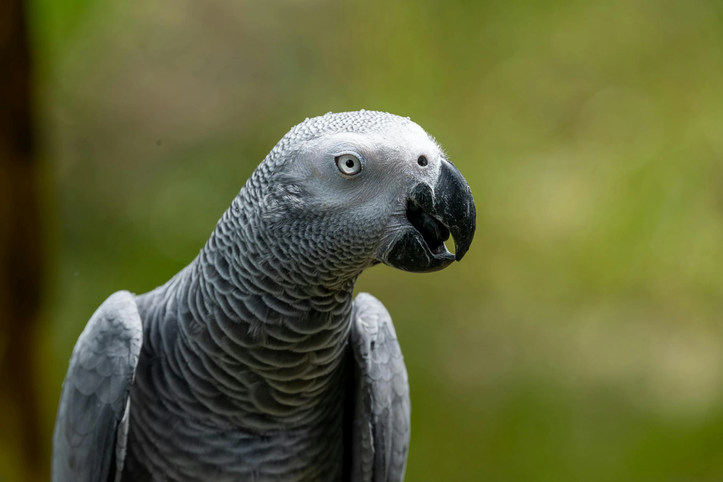 a close up view of a gray parrot with an insect in its beak