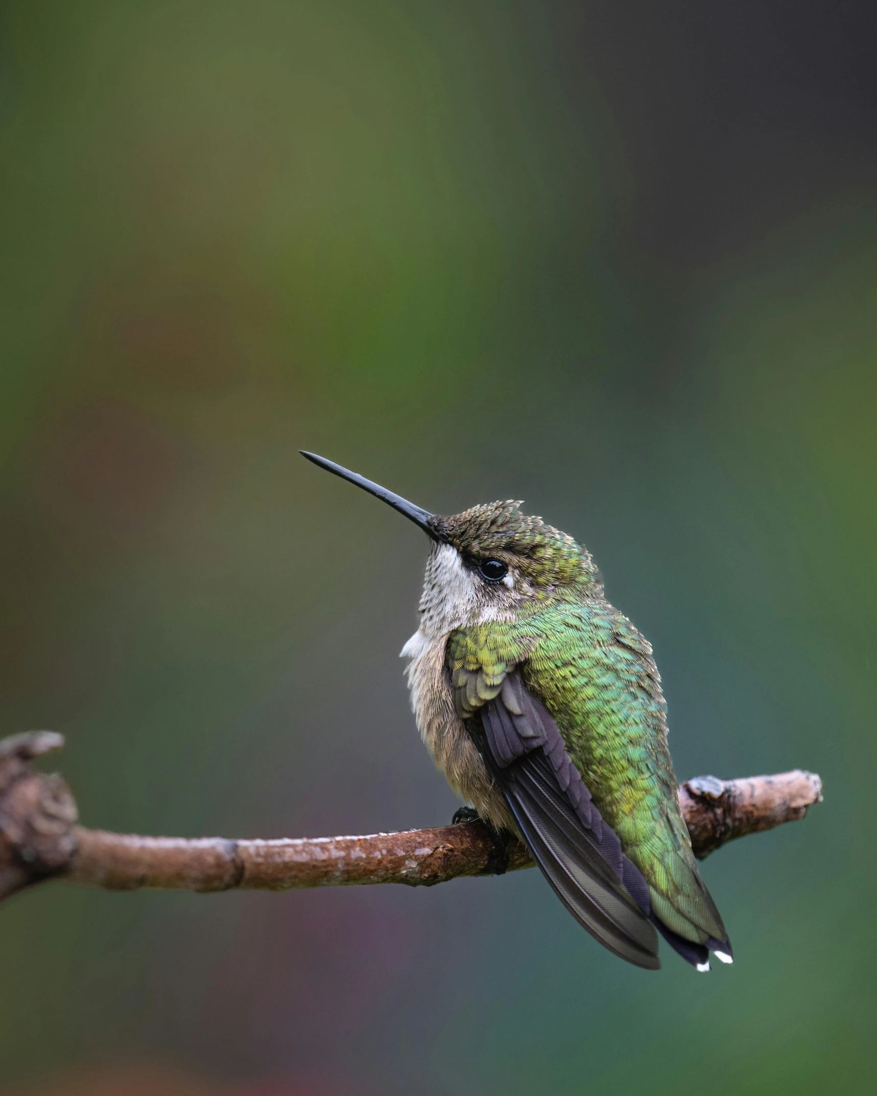 a hummingbird perched on a nch with a blurred background