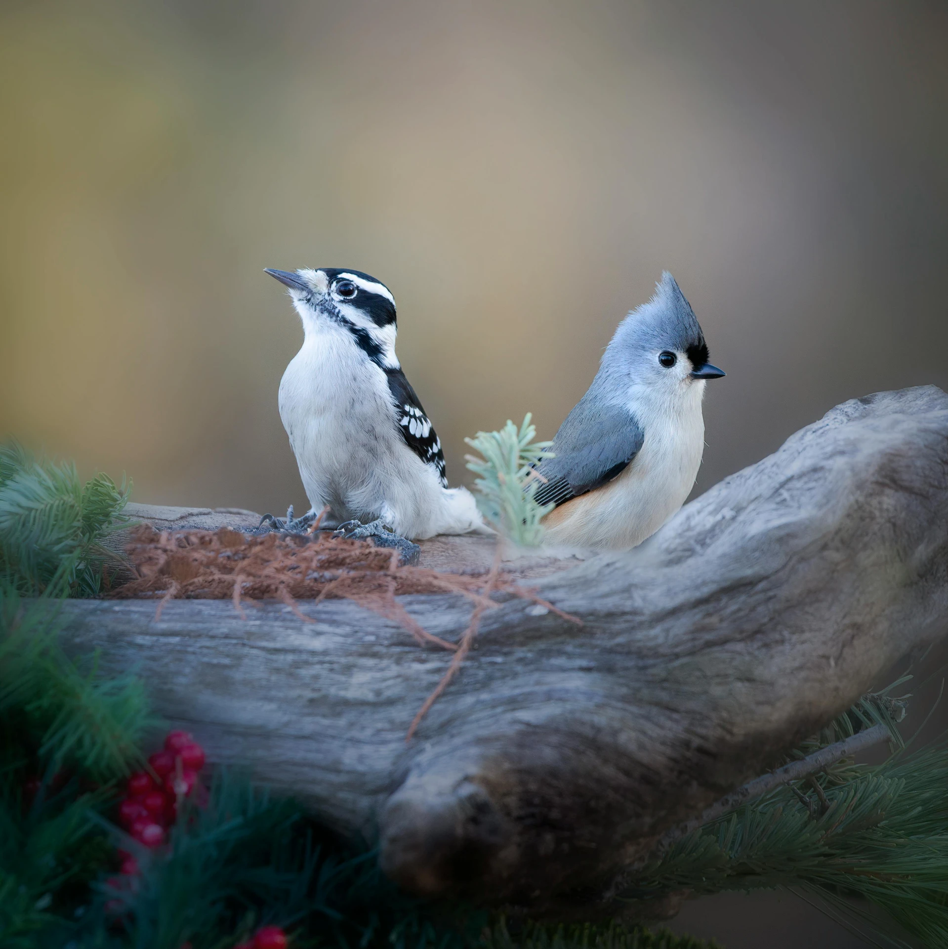 two small birds sitting on top of a tree nch