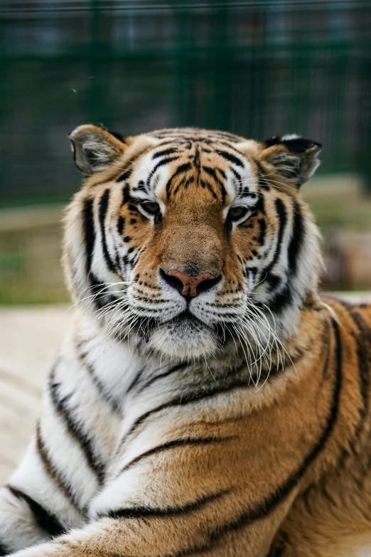 a close up po of a tiger laying on the ground