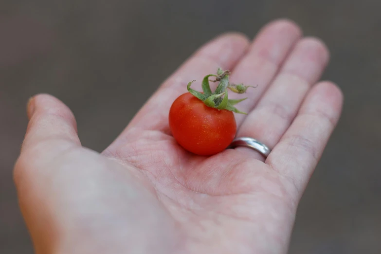 a small tomato on someone's palm with the small ring