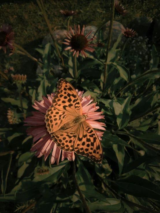 a large spotted erfly on a flower