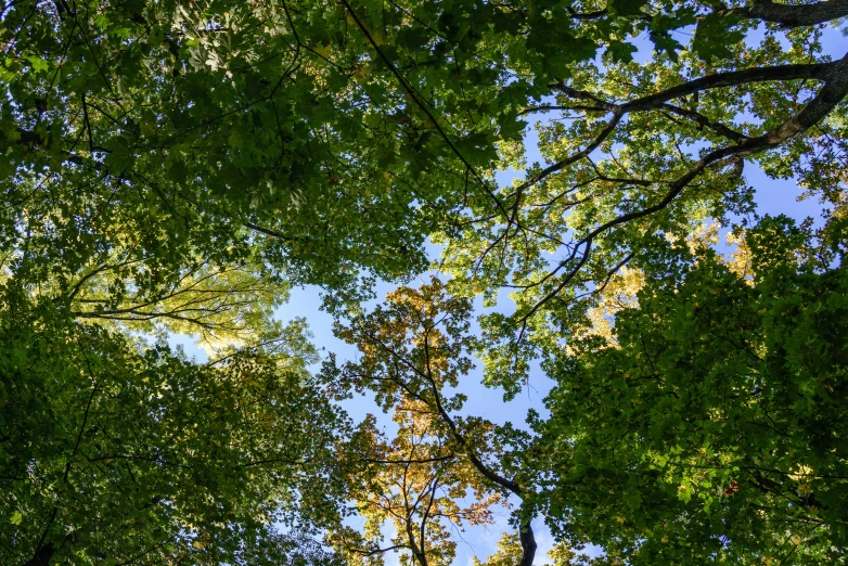 the leaves are very green in this sunny day