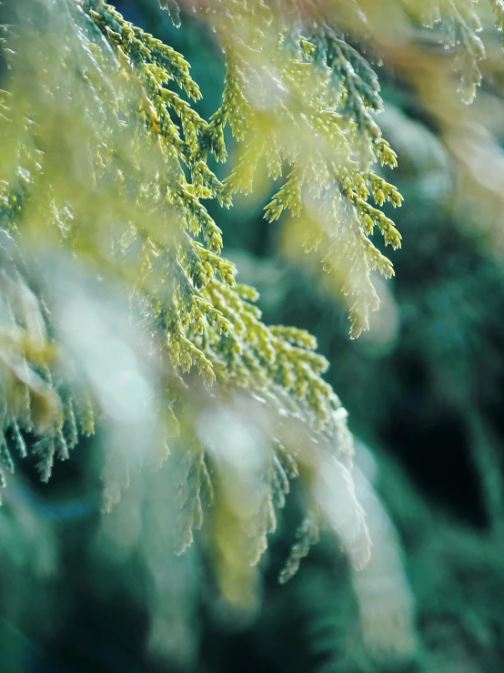 close up picture of green, thin leaves on an evergreen tree