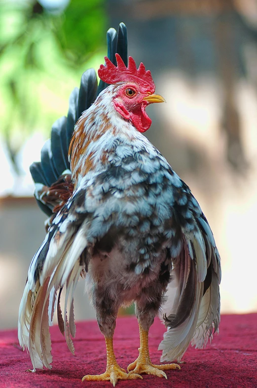 a close - up of a rooster with the tail turned toward the camera