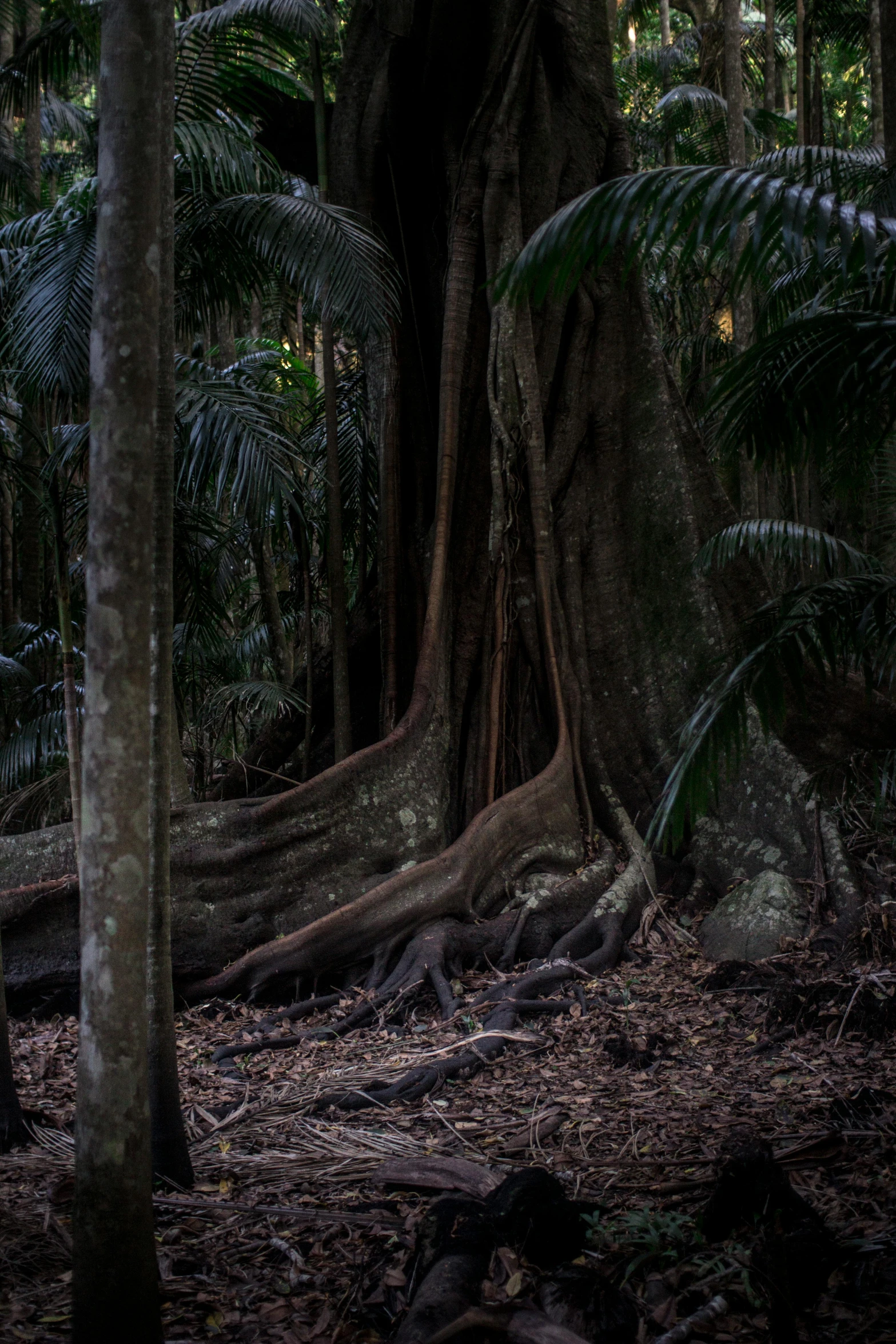 an elephant standing near some very large trees in a forest