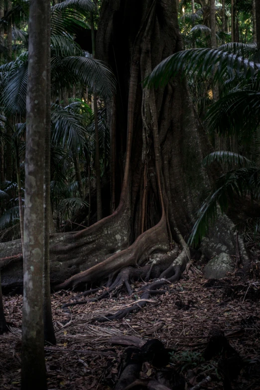 an elephant standing near some very large trees in a forest